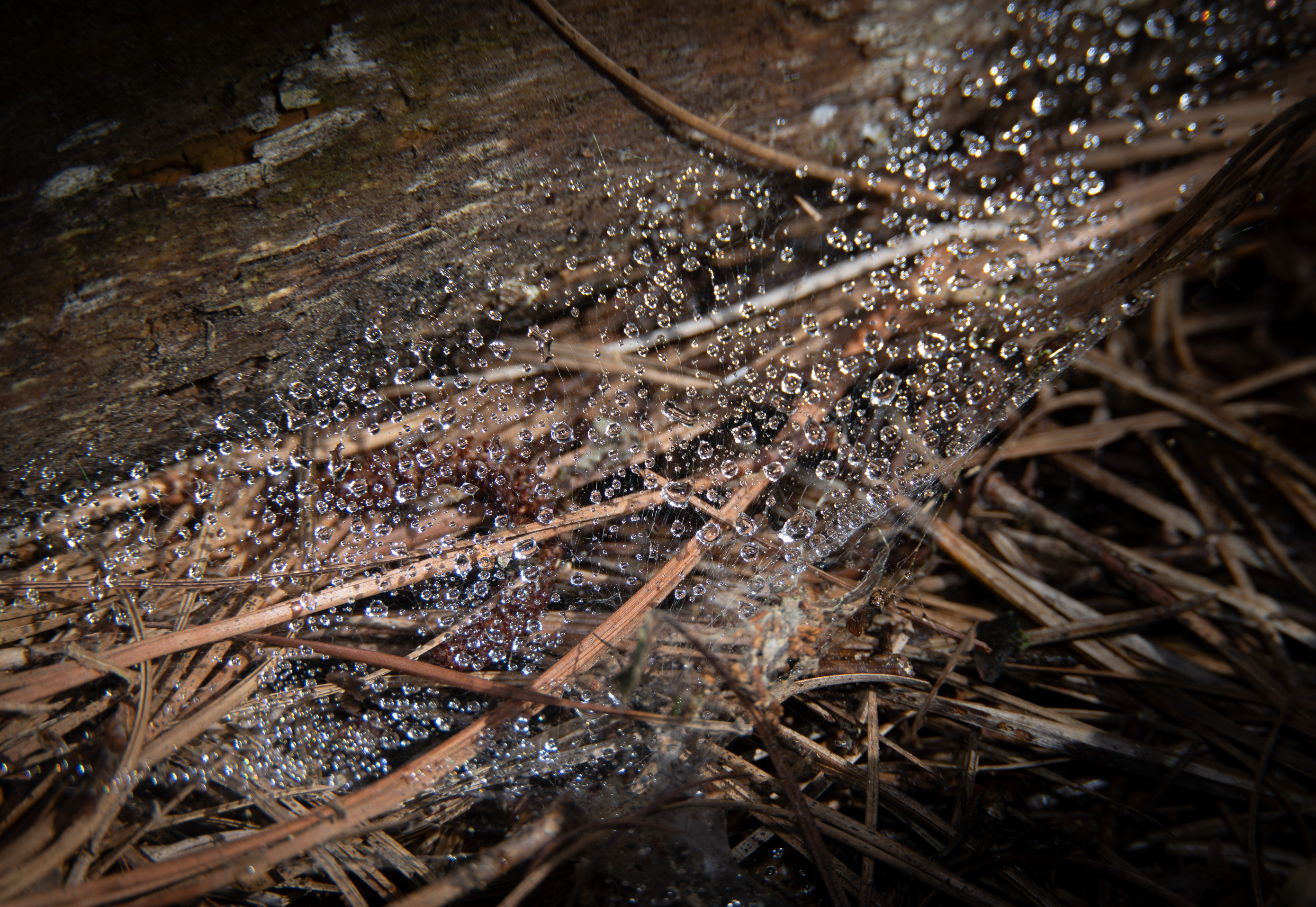 Open Color Level 1 3rd Place Under a Log.jpg
